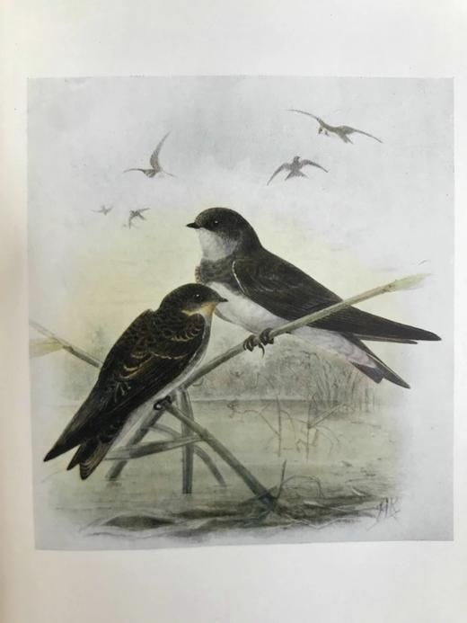 1907年 英国鸟类图鉴 100幅彩色插图 精装32开 商品图10