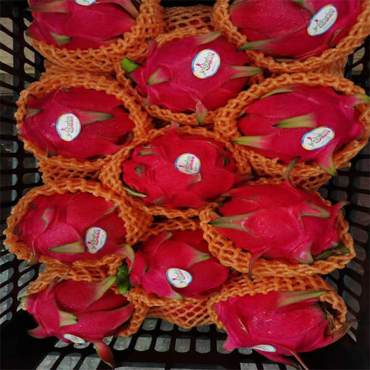 【10元5个】红心火龙果（50）（1500187） 商品图0