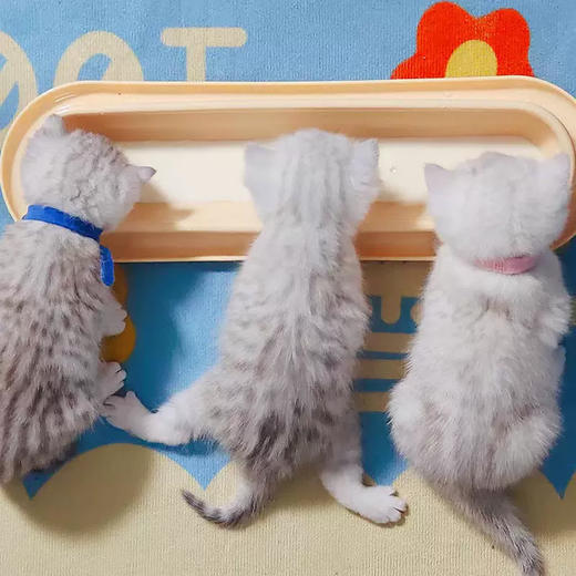 长条猫碗多猫喂食碗水碗40*25*4.5cm 小奶猫共用 底部防滑 商品图1