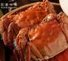 六月黄大闸蟹 壳薄 肉满 黃满 鲜活 饕餮行家钦点 米其林级别 高邮湖跑鲜世家传人亲自捕捞和品控|百里食 商品缩略图8