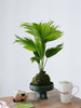 苔藓球蒲葵盆栽 商品缩略图0
