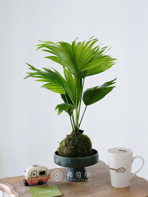 苔藓球蒲葵盆栽 商品图0
