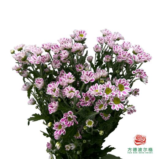 市场小菊-小斑纹 10枝1扎 商品图0