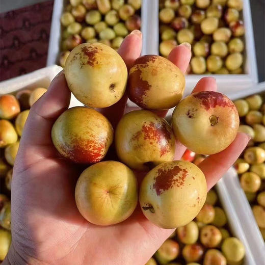 山东大沥  | 水果 商品图1