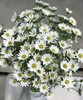 【希望】迷你菊  白色   若干枝/扎 商品缩略图7