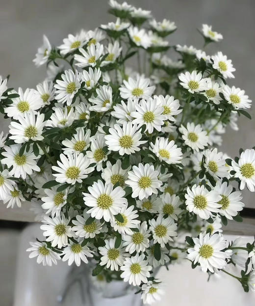 【希望】迷你菊  白色   若干枝/扎 商品图7