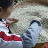 【云南墨江糯薏仁米】软糯清香 易煮熟口感粘稠带有丝丝甜味 淡淡米香 商品缩略图5