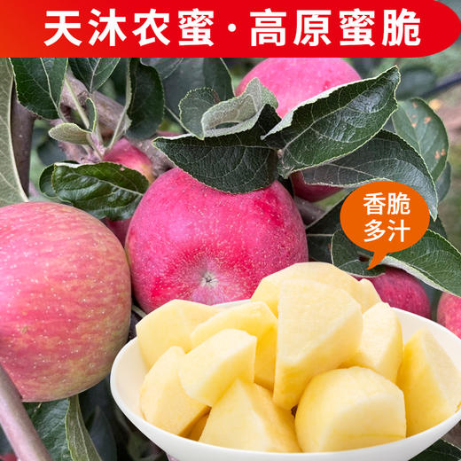 【新品】天沐农蜜·高原蜜脆红露苹果 商品图0
