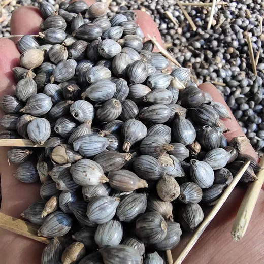 【云南墨江糯薏仁米】软糯清香 易煮熟口感粘稠带有丝丝甜味 淡淡米香 商品图3