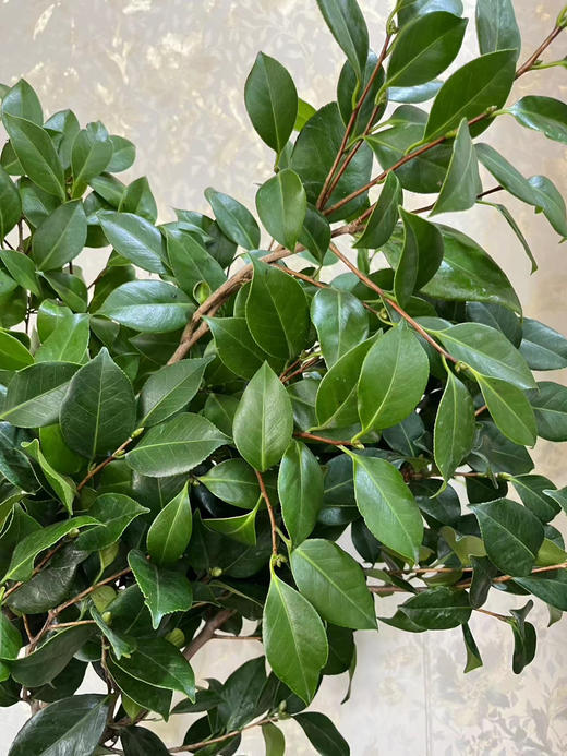 山茶花叶 若干枝/扎 商品图3