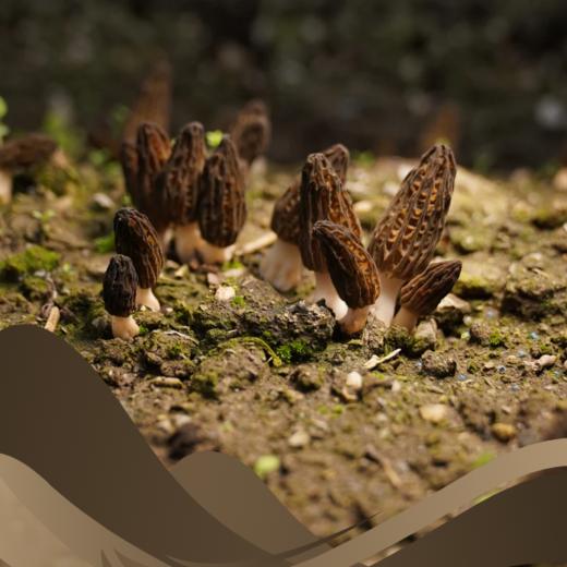 LM-羊肚菌55g/袋 商品图2