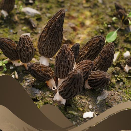 LM-羊肚菌55g/袋 商品图0