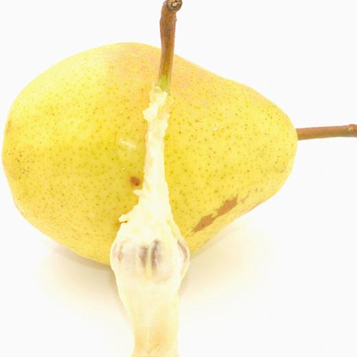 太婆梨2.8斤4.8斤 新鲜梨核小多汁营养丰富现摘现发新鲜水果 商品图1