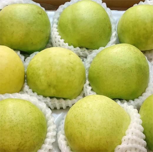 月露蜜梨 | 水果 商品图1