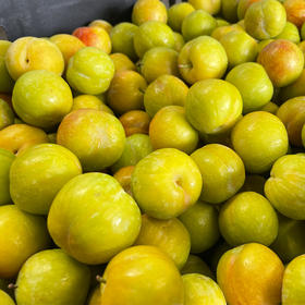 香脆李 1000g/份（皮薄肉脆，汁水充沛）