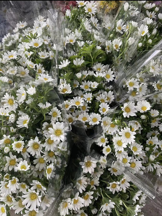 【希望】迷你菊  白色   若干枝/扎 商品图9