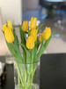 荷兰进口黄色单瓣郁金香10支 商品缩略图2