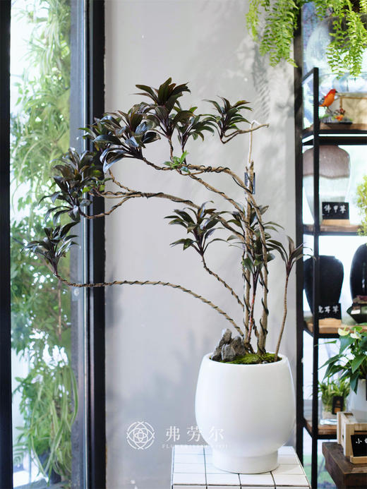 娃娃叶 商品图0