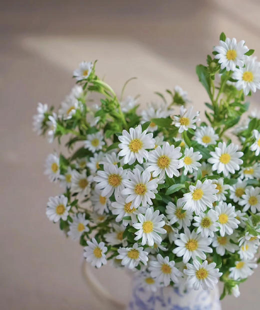 【希望】迷你菊  白色   若干枝/扎 商品图2