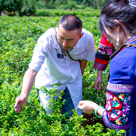 【夏茶上新福利】拍1发10！湖南张家界生态清新嫩芽莓茶盒装50克起 商品图3