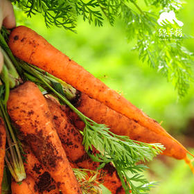 有机胡萝卜 | 合作生产*Organic-carrot | Coproduction