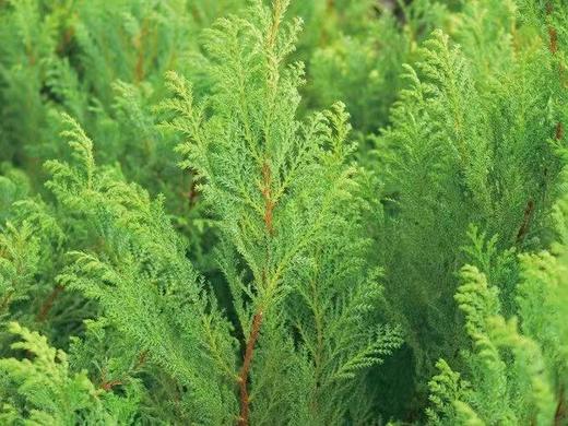 AyuSkAma 马达加斯加有机丝柏精油 商品图1