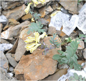 第三期：三江源植物篇