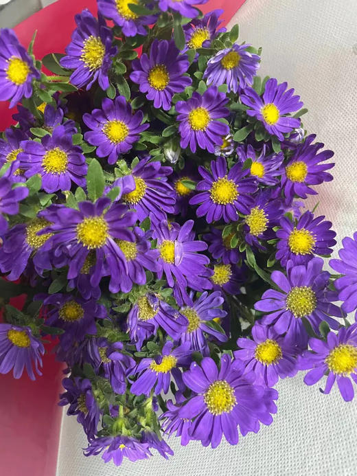 【希望】迷你菊  紫色 若干枝/扎 商品图3