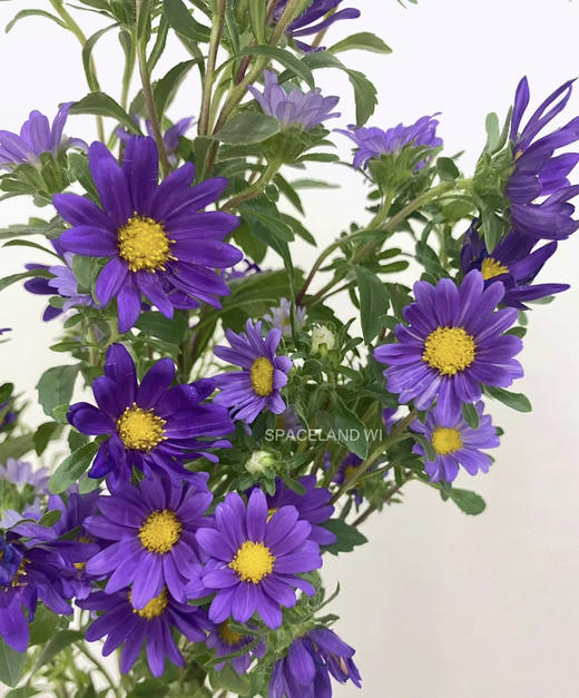 【希望】迷你菊  紫色 若干枝/扎 商品图1