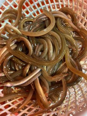 【野生大油筷鱼】又叫油鳗，纯野生打鳗桩捕捞，一份400克。