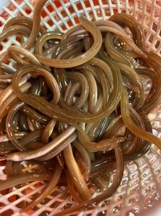 【野生大油筷鱼】又叫油鳗，纯野生打鳗桩捕捞，一份400克。 商品图0