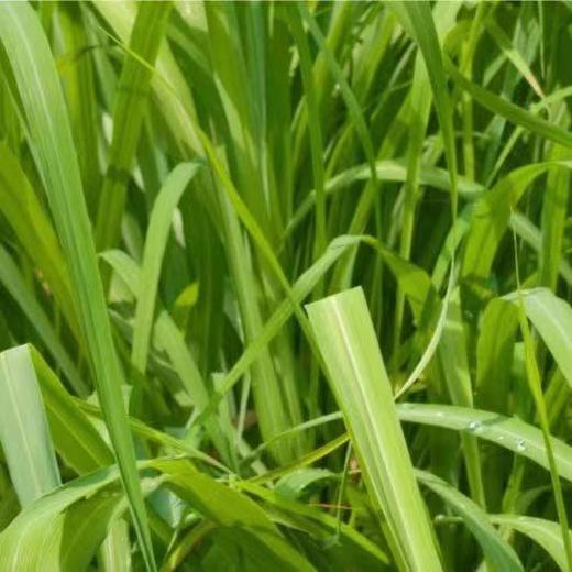 猫太推荐---AyuSkAma 马达加斯加有机玫瑰草精油 商品图1