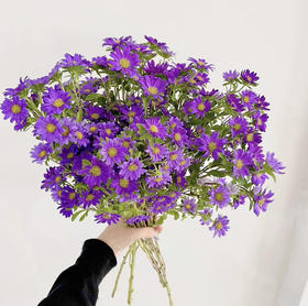 【希望】迷你菊  紫色 若干枝/扎