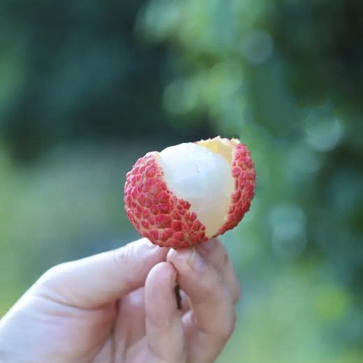 广西灵山无核荔枝 商品图1