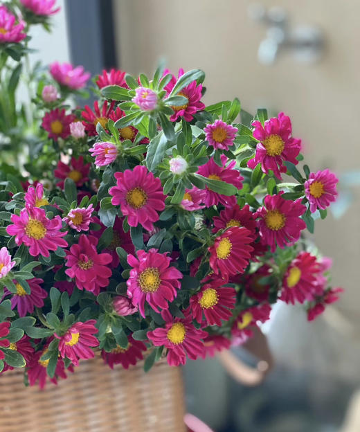 【希望】迷你菊  玫红色  若干枝/扎 商品图1