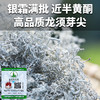 【夏茶上新福利】拍1发10！湖南张家界生态清新嫩芽莓茶盒装50克起 商品缩略图1