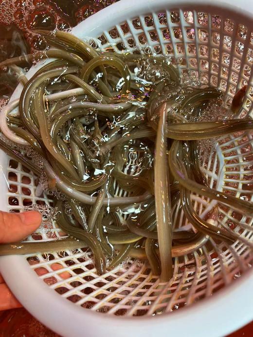 【野生大油筷鱼】又叫油鳗，纯野生打鳗桩捕捞，一份400克。 商品图1