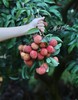 广西灵山无核荔枝 商品缩略图3