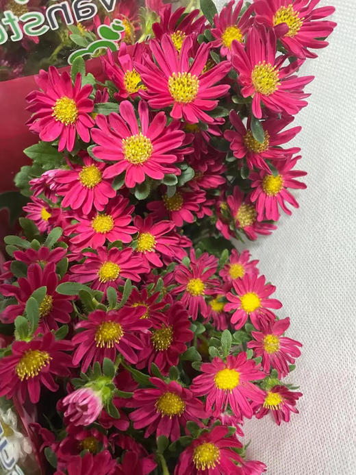 【希望】迷你菊  玫红色  若干枝/扎 商品图3