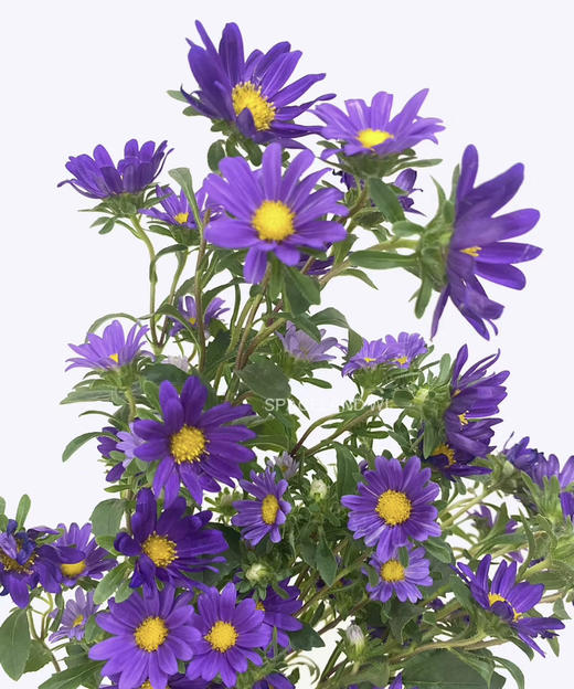 【希望】迷你菊  紫色 若干枝/扎 商品图2