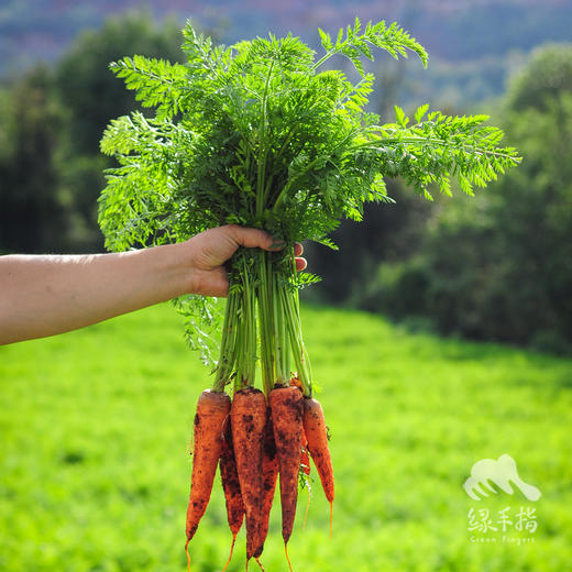 有机胡萝卜 | 合作生产*Organic-carrot | Coproduction 商品图4