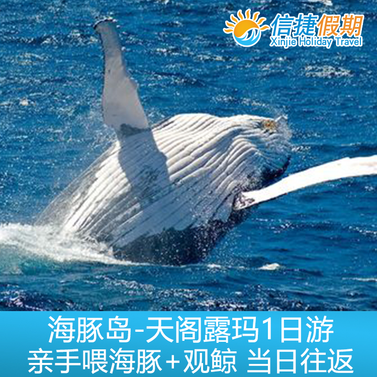 布里斯班天阁露玛 海豚岛亲手喂海豚+观鲸鱼一日游
