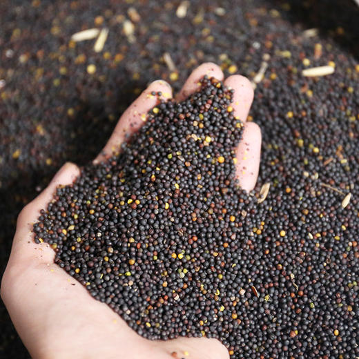 【现榨菜籽油】晾晒3天，手工挑选2遍后传统物理压榨出油，自然沉淀10天，只取中上层菜籽油，没什么杂质，自然的菜籽香，非调和油！ 商品图2