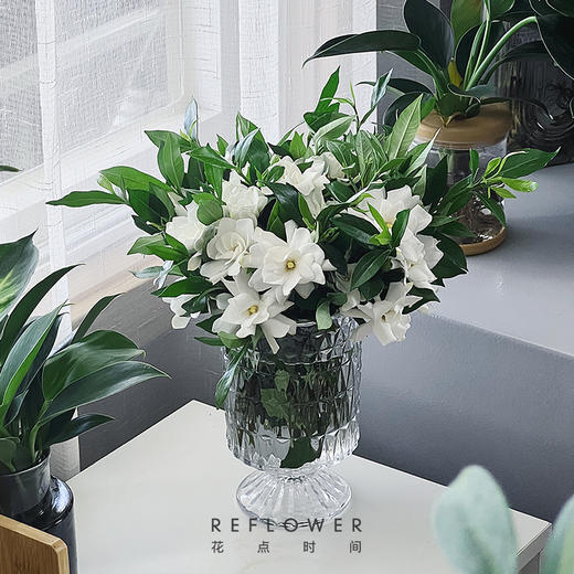 50枝 清甜栀子花 | 新客福利 商品图1