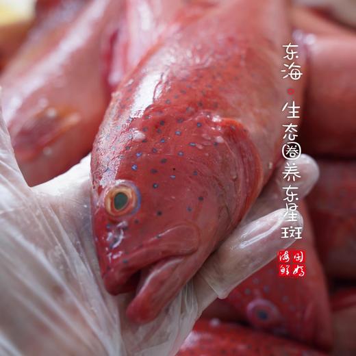 【闹妈海鲜】舟山东海鲜冻生态东星斑各种规格 按条卖 商品图2