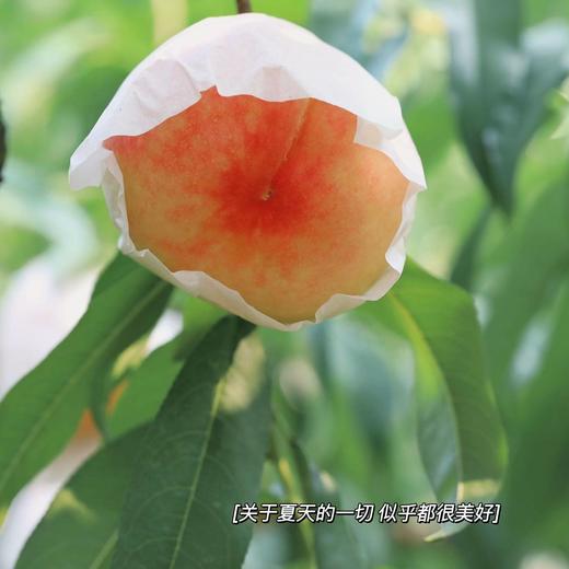 活动-正宗龙泉驿-晚湖景水蜜桃🍑  核心产区 商品图5