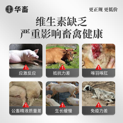 华畜 电解多维500g 活性更高 吸收更好 速溶不堵头 增强抗病力 禽畜通用维生素 商品图1