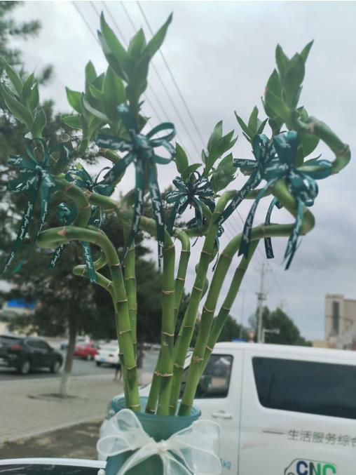 转运竹一瓶 商品图0