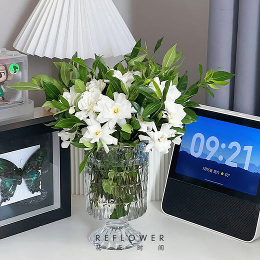 50枝 清甜栀子花 | 新客福利 商品图2