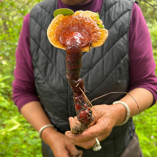 西藏野生赤灵芝 商品图1